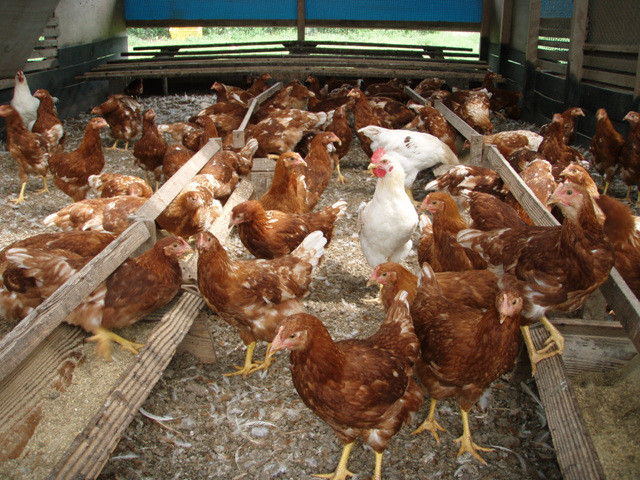 흔히 생각하는 양계장과는 다르게 닭들이 자유롭게 돌아다니고 있다. 2008년 사진이니, 지금은 더 많은 고민이 들어간 닭장이 되어 있겠지.